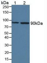 MASP1 Antibody in Western Blot (WB)