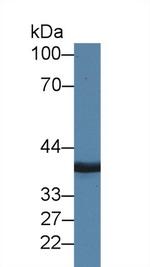 MPI Antibody in Western Blot (WB)