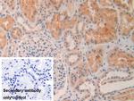 MMP24 Antibody in Immunohistochemistry (Paraffin) (IHC (P))