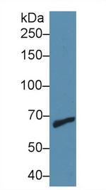 MMP9 Antibody in Western Blot (WB)