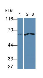 MMP9 Antibody in Western Blot (WB)