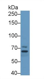 MPP5 Antibody in Western Blot (WB)