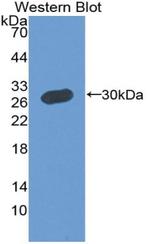 MPP5 Antibody in Western Blot (WB)