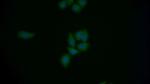 Mgea5 Polyclonal Antibody
