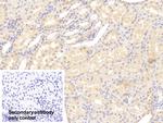 Mgea5 Antibody in Immunohistochemistry (Paraffin) (IHC (P))