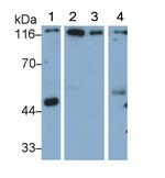 Mgea5 Antibody in Western Blot (WB)