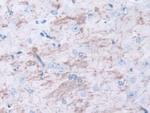Meteorin Antibody in Immunohistochemistry (Paraffin) (IHC (P))