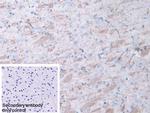 Meteorin Polyclonal Antibody