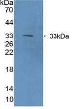 Meteorin Antibody in Western Blot (WB)