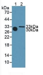 Meteorin Antibody in Western Blot (WB)