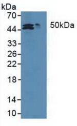 MAT2A Antibody in Western Blot (WB)