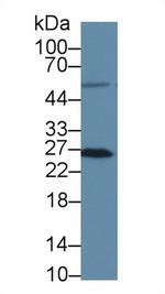 MSRA Antibody in Western Blot (WB)