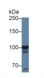 MARS Antibody in Western Blot (WB)