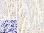 MARS Antibody in Immunohistochemistry (Paraffin) (IHC (P))