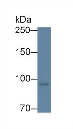 MARS Antibody in Western Blot (WB)