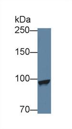 MARS Antibody in Western Blot (WB)