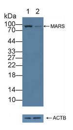 MARS Antibody in Western Blot (WB)