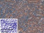 MIB2 Antibody in Immunohistochemistry (Paraffin) (IHC (P))