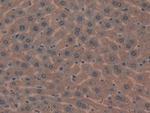 MIB2 Antibody in Immunohistochemistry (Paraffin) (IHC (P))