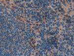MIB2 Antibody in Immunohistochemistry (Paraffin) (IHC (P))