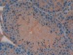 MIB2 Antibody in Immunohistochemistry (Paraffin) (IHC (P))