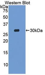 MIB2 Antibody in Western Blot (WB)