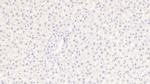 MIB2 Antibody in Immunohistochemistry (Paraffin) (IHC (P))