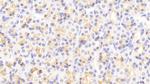 MIB2 Polyclonal Antibody