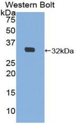 MIB2 Antibody in Western Blot (WB)