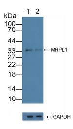 MRPL1 Antibody in Western Blot (WB)