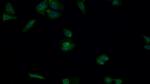 MEK2 Polyclonal Antibody