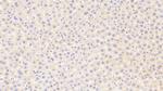 MAP3K6 Antibody in Immunohistochemistry (Paraffin) (IHC (P))