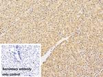 MOSC1 Antibody in Immunohistochemistry (Paraffin) (IHC (P))
