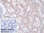 MOSC1 Antibody in Immunohistochemistry (Paraffin) (IHC (P))
