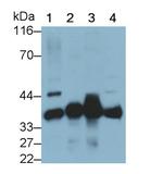 MOSC1 Antibody in Western Blot (WB)