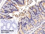 MUC2 Polyclonal Antibody