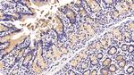 MUC2 Antibody in Immunohistochemistry (Paraffin) (IHC (P))