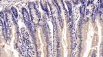 MUC2 Antibody in Immunohistochemistry (Paraffin) (IHC (P))