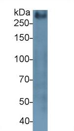 MUC2 Antibody in Western Blot (WB)