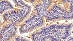 MUC2 Polyclonal Antibody