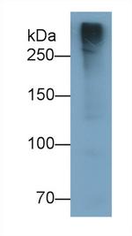 MUC2 Antibody in Western Blot (WB)