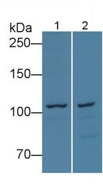 MYO1D Antibody in Western Blot (WB)