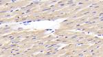 MYL1 Antibody in Immunohistochemistry (Paraffin) (IHC (P))