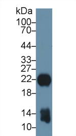 MYL1 Antibody in Western Blot (WB)