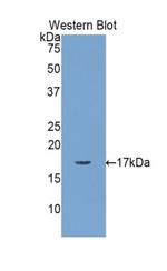 MYL1 Antibody in Western Blot (WB)
