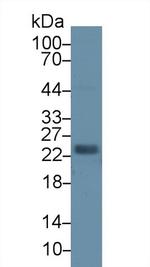 MYL1 Antibody in Western Blot (WB)
