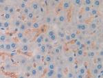 Myostatin Antibody in Immunohistochemistry (Paraffin) (IHC (P))