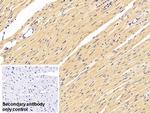 Myostatin Polyclonal Antibody