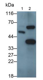Myostatin Antibody in Western Blot (WB)
