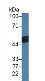 Myostatin Antibody in Western Blot (WB)